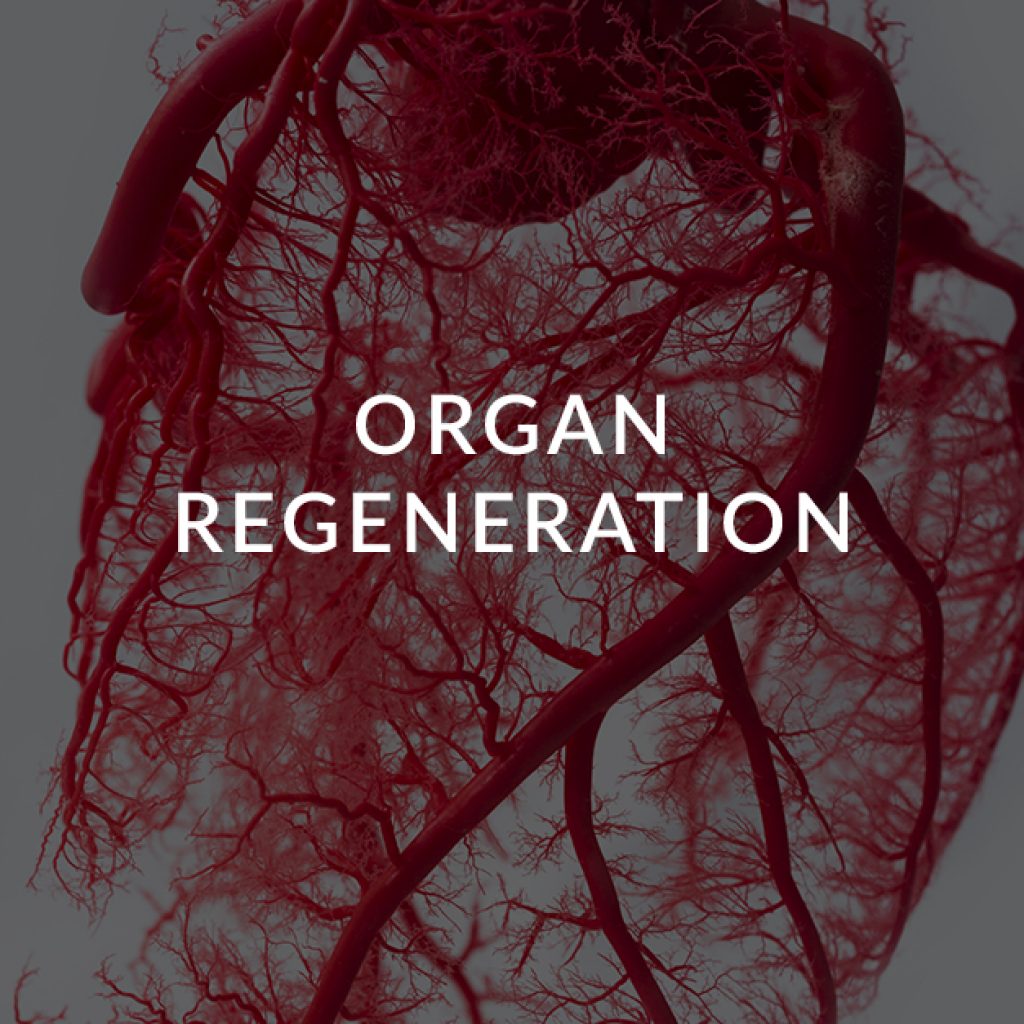 20 Organ regeneration